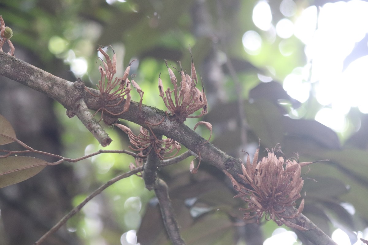 Cullenia rosayroana Kosterm.